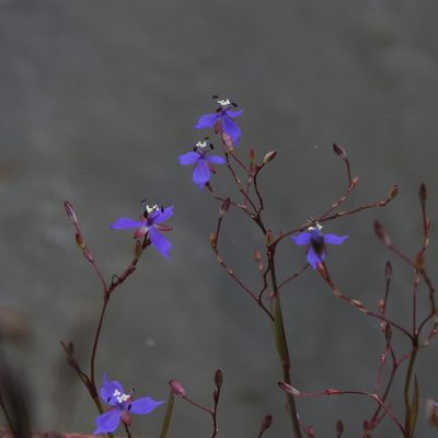 Murdannia semiteres, photographed by Paulmathi Vinod