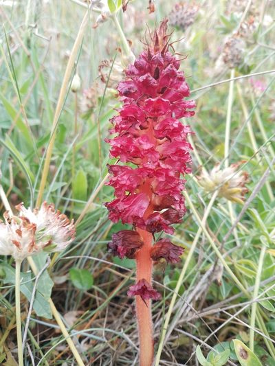 Orobanche foetida, photographed by José Luis Camaño