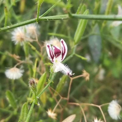 Andrographis echioides, photographed by Paulmathi Vinod