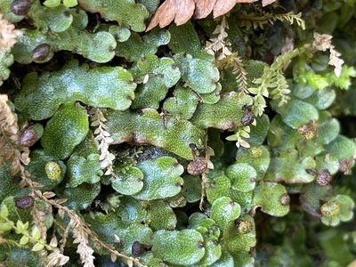 Marchantia chenopoda, photographed by Serenella Linares
