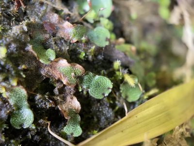 Marchantia chenopoda, photographed by Serenella Linares