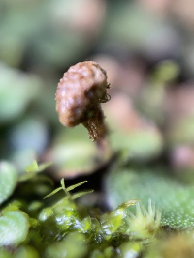 Marchantia chenopoda, photographed by Serenella Linares