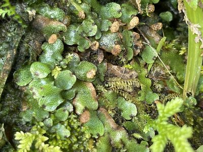 Marchantia chenopoda, photographed by Serenella Linares