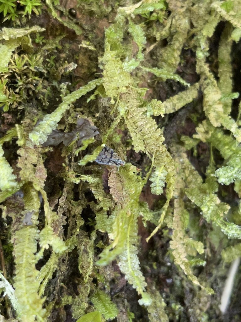 Neckeropsis undulata, photographed by Serenella Linares