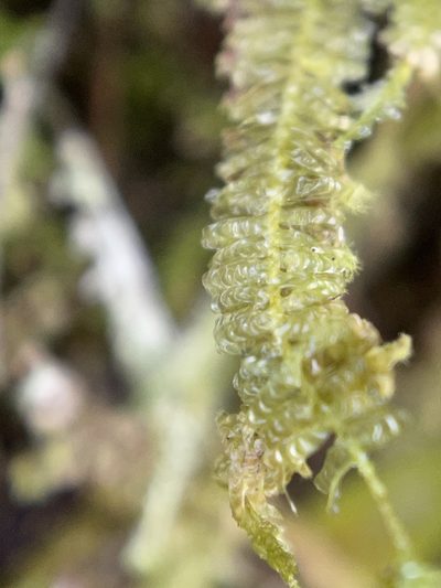 Neckeropsis undulata, photographed by Serenella Linares