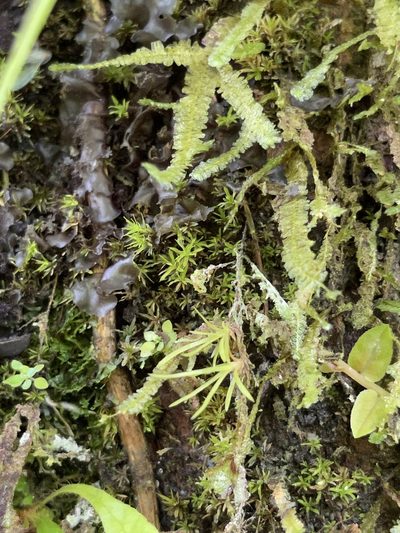 Neckeropsis undulata, photographed by Serenella Linares