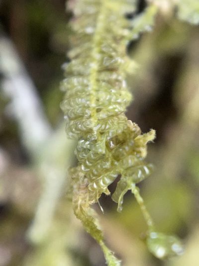 Neckeropsis undulata, photographed by Serenella Linares