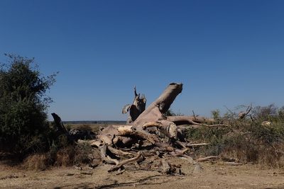 Adansonia digitata, photographed by Robert Taylor