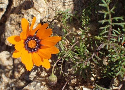 Ursinia calenduliflora, photographed by Peter Warren