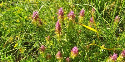 Melampyrum arvense, photographed by Oleksii Vasyliuk