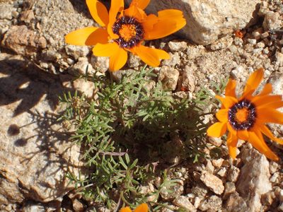 Ursinia calenduliflora, photographed by Peter Warren