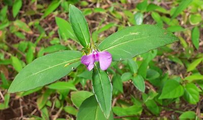 Impatiens minor, photographed by OnePlanet