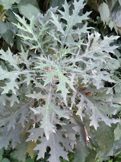 Berkheya bipinnatifida, photographed by Rosemary Harrison