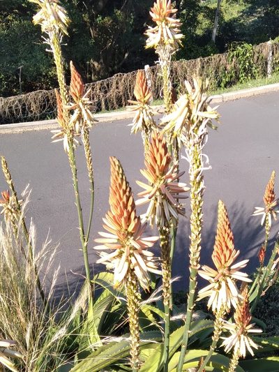 Aloe vanbalenii, photographed by Rosemary Harrison
