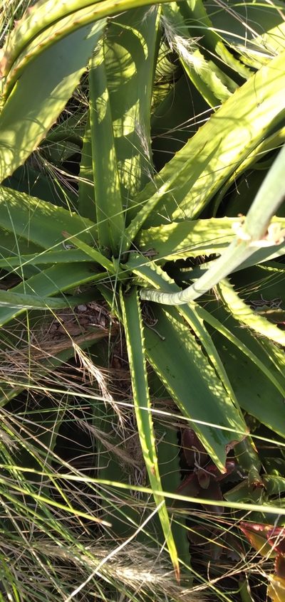 Aloe vanbalenii, photographed by Rosemary Harrison