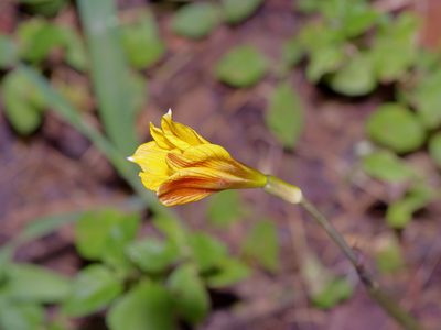 Habranthus tubispathus, photographed by Michelle W. （鍾偉瑋）