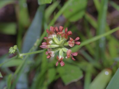 Pediomelum rhombifolium, photographed by Michelle W. （鍾偉瑋）