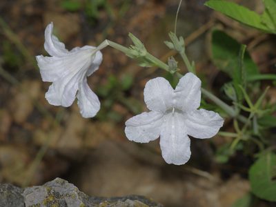Ruellia metziae, photographed by Michelle W. （鍾偉瑋）