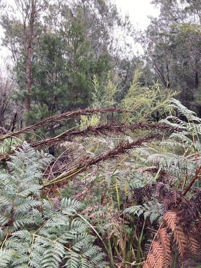 Gahnia grandis, photographed by krumpianking