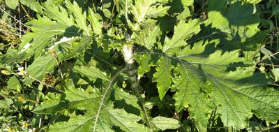 Berkheya bipinnatifida, photographed by Rosemary Harrison