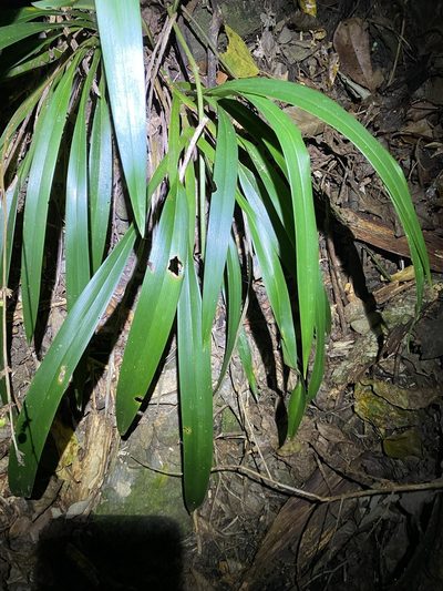 Dianella atraxis, photographed by Greg Tasney
