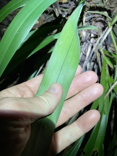 Dianella atraxis, photographed by Greg Tasney