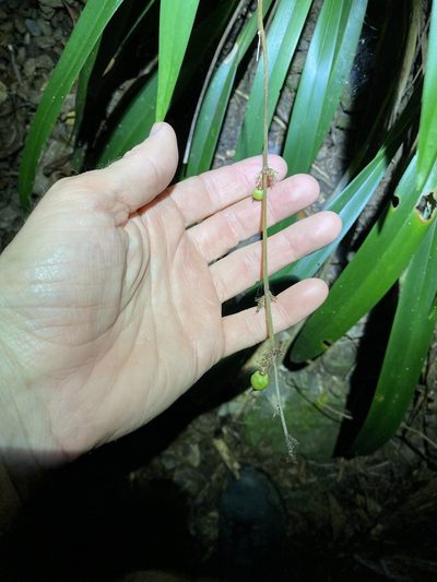 Dianella atraxis, photographed by Greg Tasney