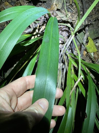 Dianella atraxis, photographed by Greg Tasney