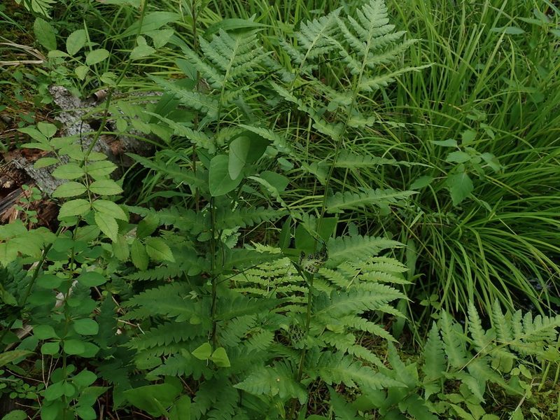 Dryopteris clintoniana, photographed by Lynn Harper