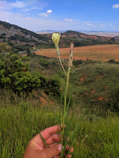 Scorzonera angustifolia, photographed by Denys Vynokurov