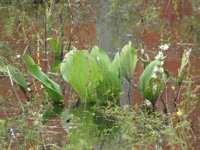 Aquarius pubescens, photographed by Breno Figueiredo