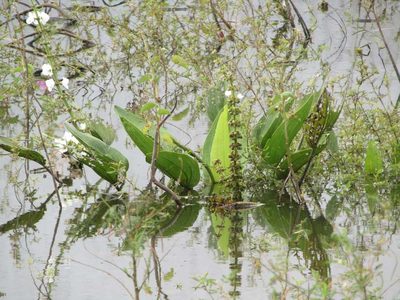 Aquarius pubescens, photographed by Breno Figueiredo