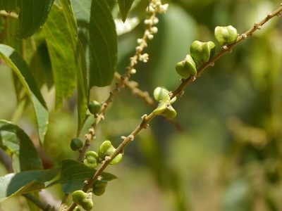 Gouania microcarpa, photographed by Dinesh Valke