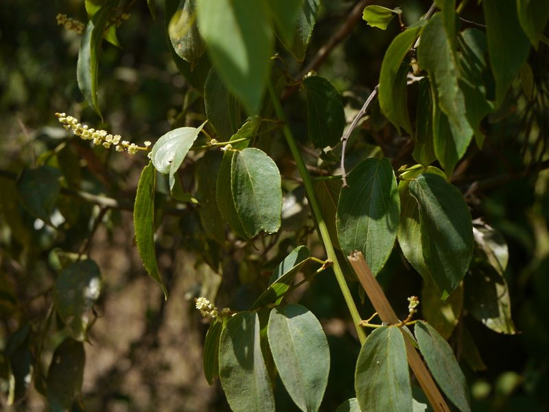 Gouania microcarpa, photographed by Dinesh Valke
