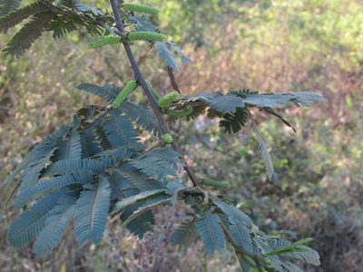 Mimosa tenuiflora, photographed by Breno Figueiredo