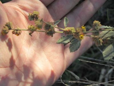 Waltheria rotundifolia, photographed by Breno Figueiredo