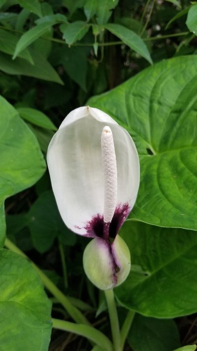 Xanthosoma mexicanum, photographed by Bruno de Medeiros