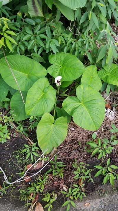 Xanthosoma mexicanum, photographed by Bruno de Medeiros