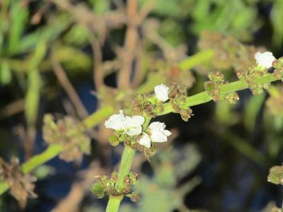 Aquarius pubescens, photographed by Breno Figueiredo