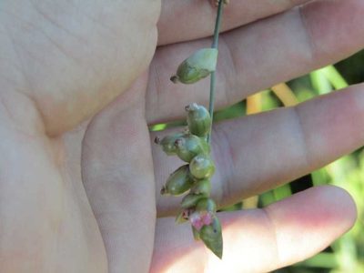 Thalia densibracteata, photographed by Breno Figueiredo