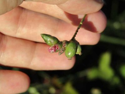 Thalia densibracteata, photographed by Breno Figueiredo