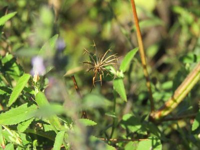 Bidens riparia, photographed by Breno Figueiredo