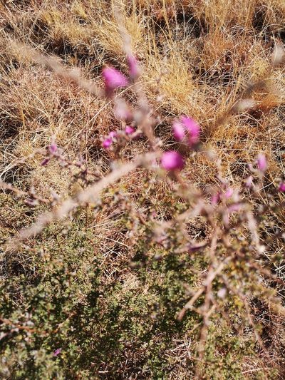 Indigofera basotha, photographed by Ricus Nel