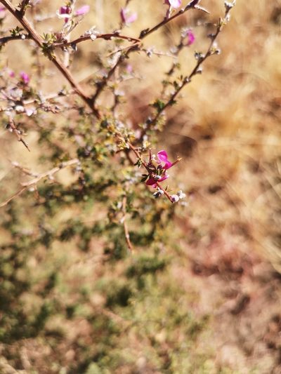 Indigofera basotha, photographed by Ricus Nel