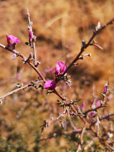 Indigofera basotha, photographed by Ricus Nel