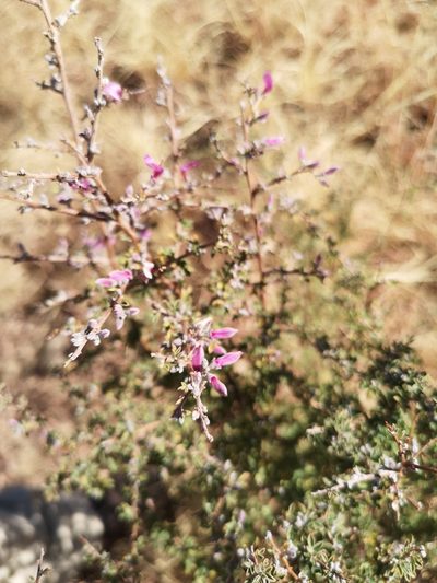 Indigofera basotha, photographed by Ricus Nel