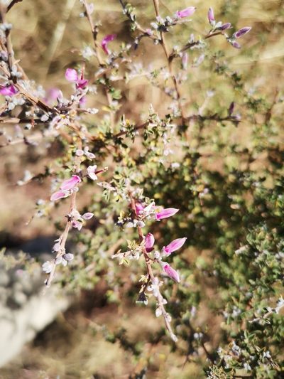 Indigofera basotha, photographed by Ricus Nel