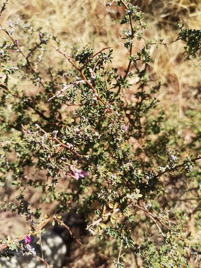 Indigofera basotha, photographed by Ricus Nel