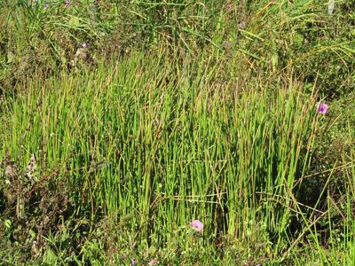 Eleocharis elegans, photographed by Breno Figueiredo