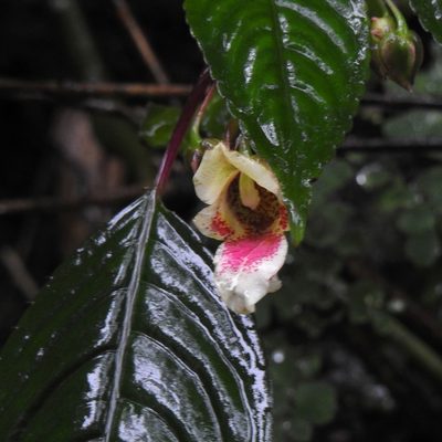 Impatiens disotis, photographed by Paulmathi Vinod